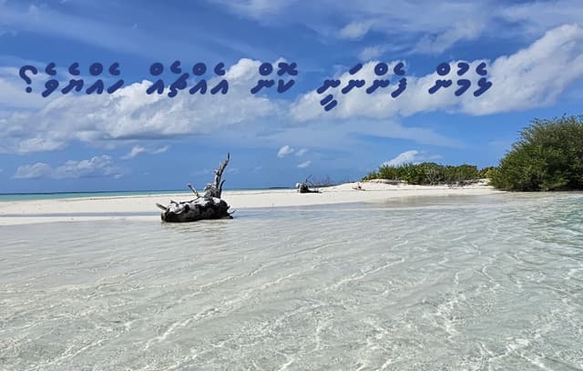 "ދިވެހި ޅެންވެރިކަމުން ފެންނަ ޚާއްޞަ ސިފައަކީ ކޮބައިހެއްޔެވެ؟"