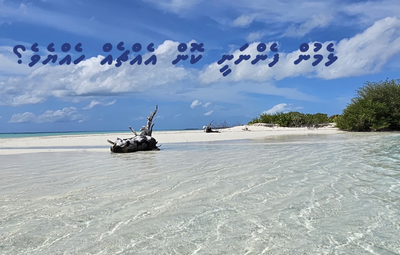 "ދިވެހި ޅެންވެރިކަމުން ފެންނަ ޚާއްޞަ ސިފައަކީ ކޮބައިހެއްޔެވެ؟"